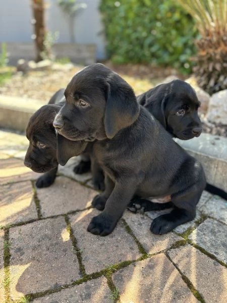 Cuccioli Labrador Retriever | Foto 2