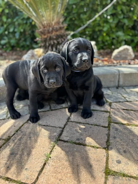 Cuccioli Labrador Retriever | Foto 0