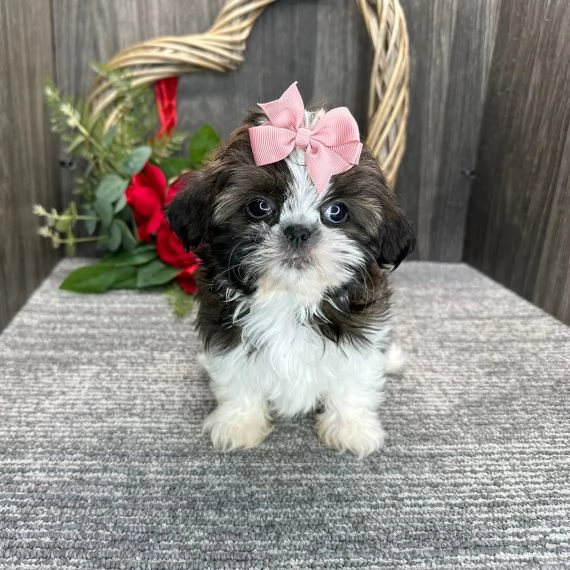  Regalo Bellissimi cuccioli allevati Shih-tzu, colore bianco e nero. Due e una feminuccia Maschietti