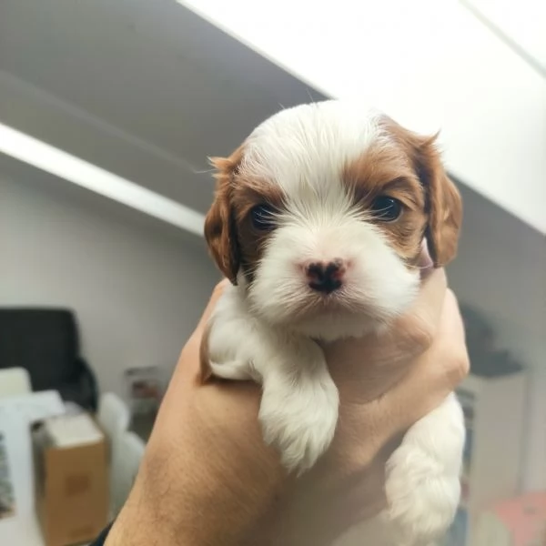 Bellissimi cuccioli Cavalier King Charles  | Foto 0