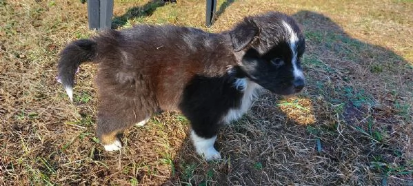 Cuccioli di pastore australiano black tricolor 