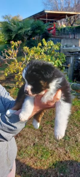 Cuccioli di pastore australiano black tricolor  | Foto 2