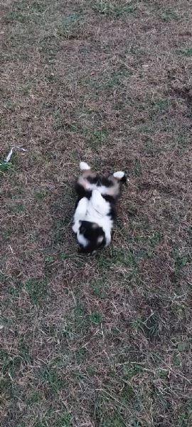 Cuccioli di pastore australiano black tricolor  | Foto 1