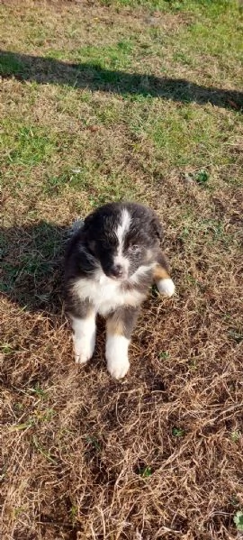 Cuccioli di pastore australiano black tricolor  | Foto 0