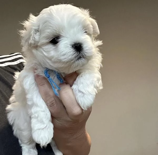 regalo : adorabili cuccioli di maltese toy