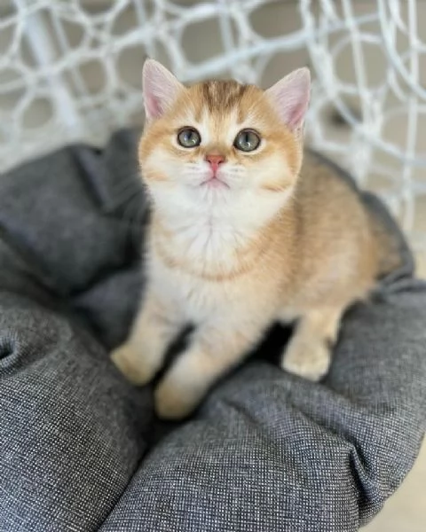 British Shorthair maschio e femmina!!