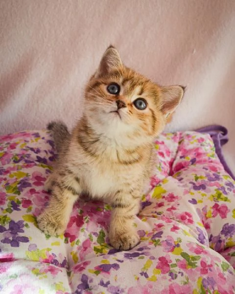 Cuccioli British Shorthair!!! | Foto 0