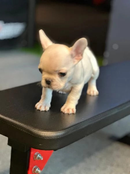 Regalo Cuccioli di Bouledogue taglia piccola