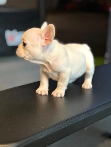 Regalo Cuccioli di Bouledogue taglia piccola | Foto 1