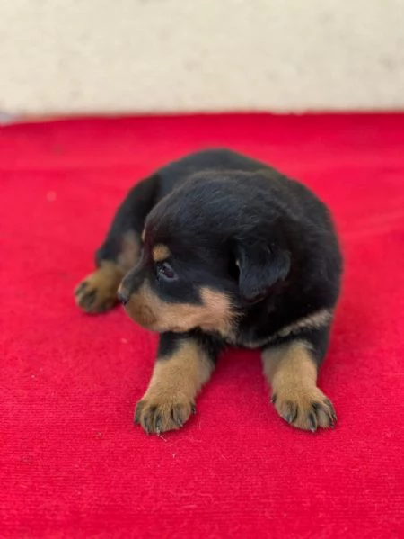 Regalo Cuccioli di Rottweiler taglia piccola | Foto 2