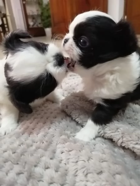 Adorabili cuccioli di soli 40 giorni cercano una famiglia amorevole!  | Foto 0