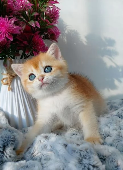 Cuccioli British Shorthair