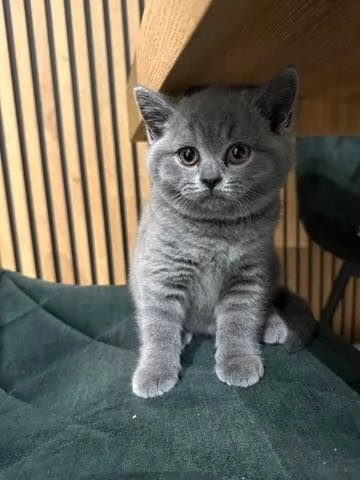 Gatti British shorthair