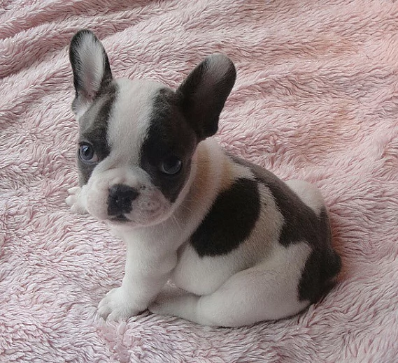 regalo Bouledogue Francese disponibili..