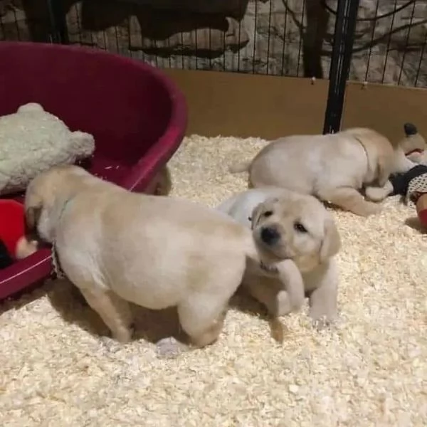 Cuccioli di Labrador (Pronti subito)