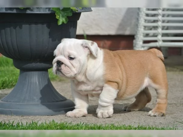 Cuccioli di Bulldog inglese sono molto speciali: cercano una nuova casa