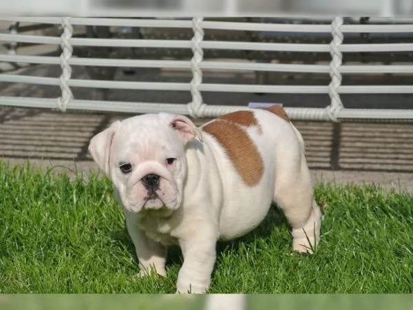 Cuccioli di Bulldog inglese sono molto speciali: cercano una nuova casa | Foto 3