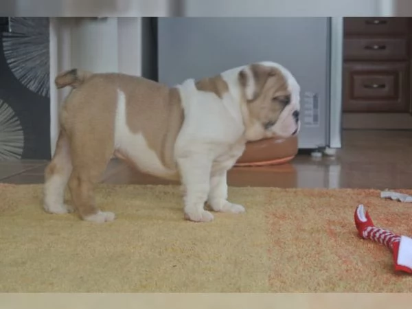 Cuccioli di Bulldog inglese sono molto speciali: cercano una nuova casa | Foto 2