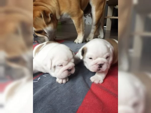 Cuccioli di Bulldog inglese sono molto speciali: cercano una nuova casa | Foto 1