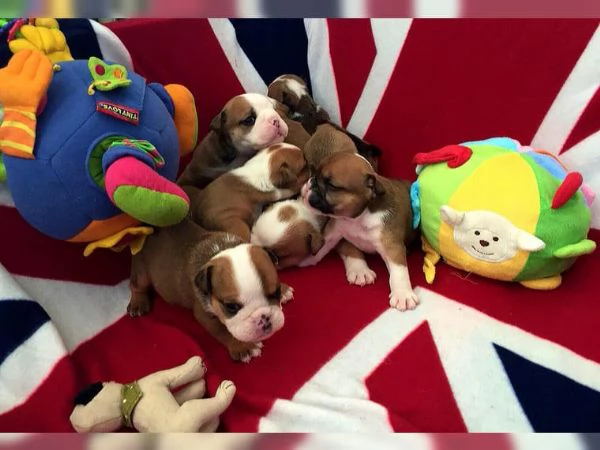 Cuccioli di Bulldog inglese sono molto speciali: cercano una nuova casa | Foto 0