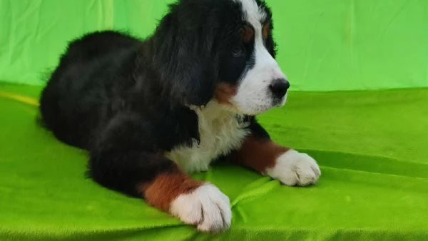 cuccioli di montagna bernese | Foto 6