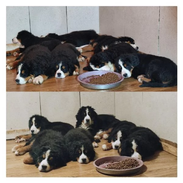 cuccioli di montagna bernese | Foto 5