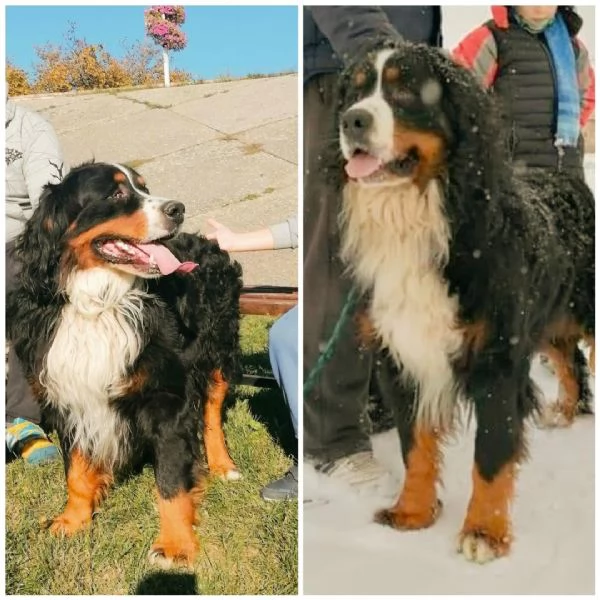 cuccioli di montagna bernese | Foto 4