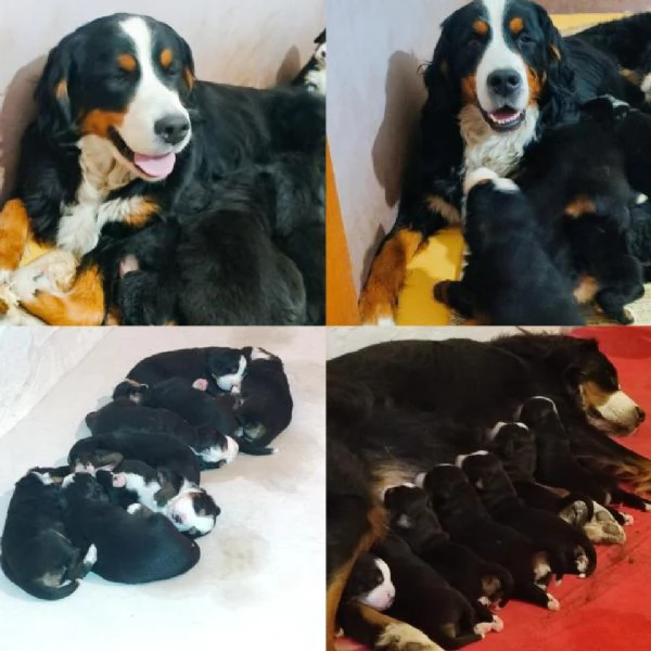 cuccioli di montagna bernese