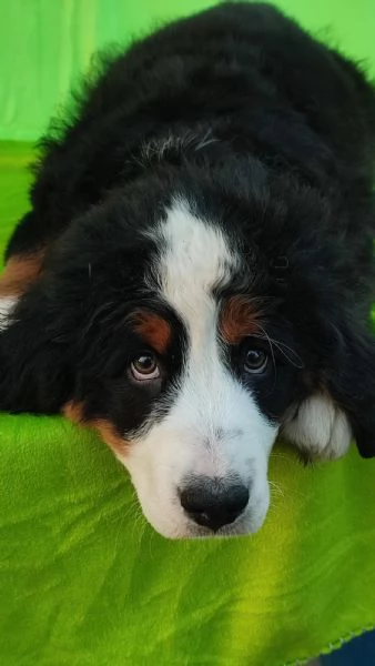 cuccioli di montagna bernese | Foto 3