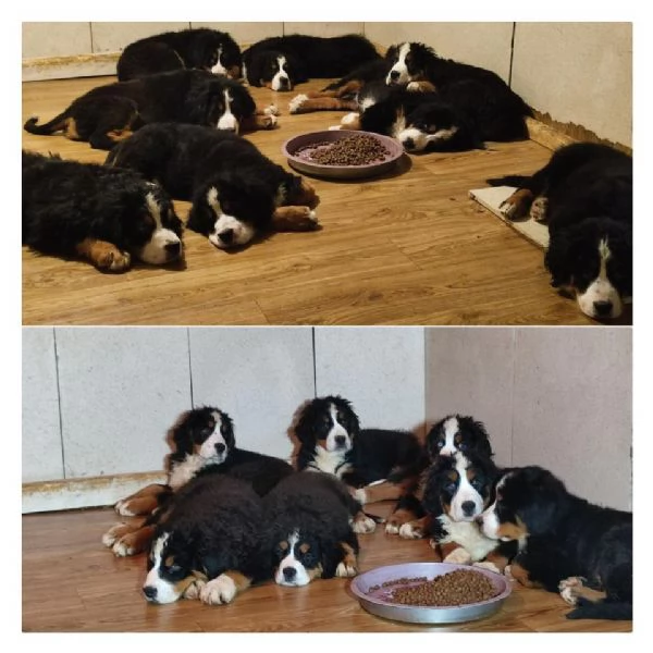 cuccioli di montagna bernese | Foto 2