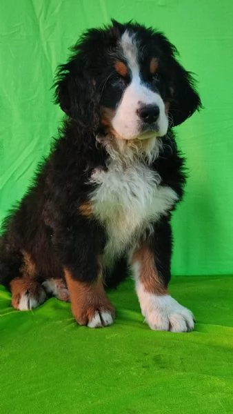 cuccioli di montagna bernese | Foto 1