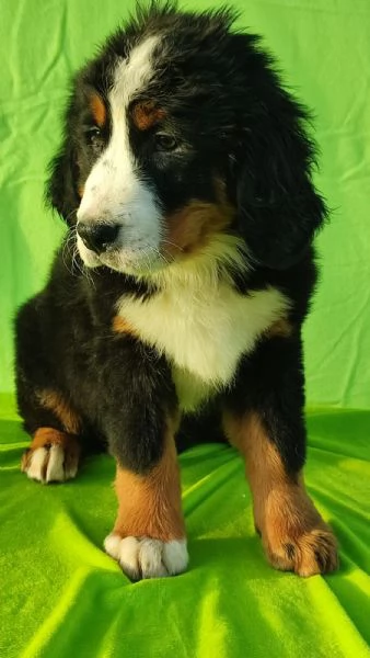 cuccioli di montagna bernese | Foto 0