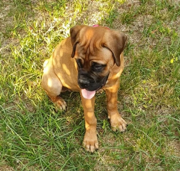 regalo cuccioli bullmastiff bellissimi cuccioli di bullmastiff  di prima scelta in pronta consegna m