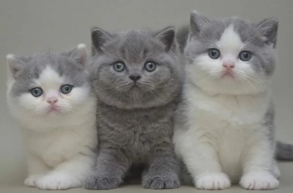 Bellissime cucciolate di british shorthair!!