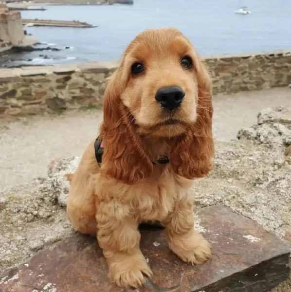 Regalo cucciolo di coker spaniel regalo cuccioli I cuccioli vengono forniti con svezzamento, primo v