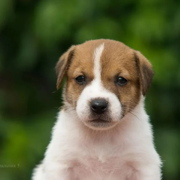 regarlo cuccioli di jack russell bellissima cucciolata cerca una nuova famiglia, 4 maschi e 3 femmin