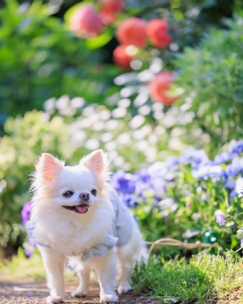 molto urgente !!! regalo pomeranian cuccioli belli e simpatici. maschio e femmina pronti per una cas