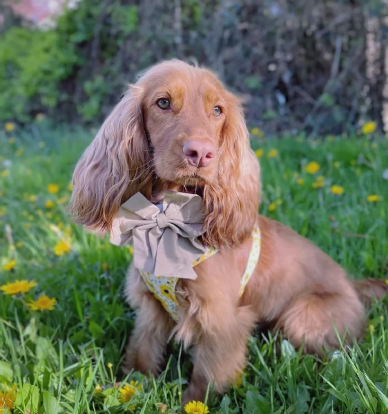 regalo cuccioli coker spaniel i cuccioli vengono consegnati con svezzamento , primo vaccino, librett