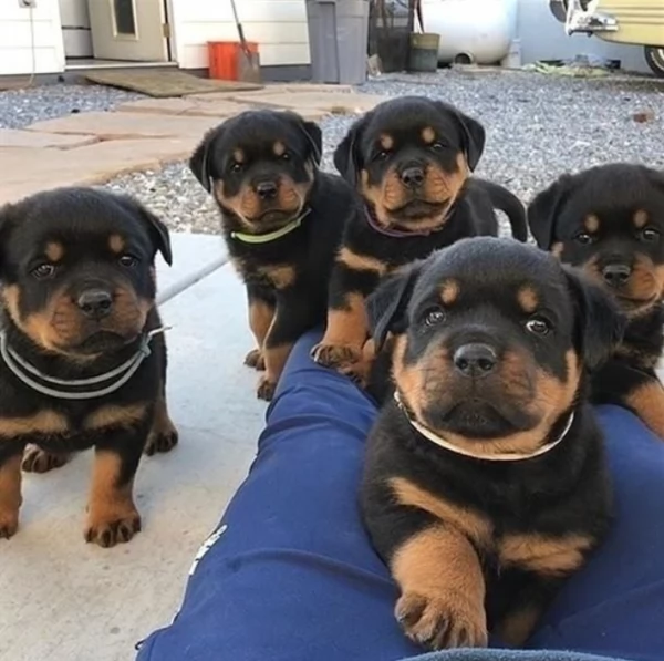 Splendidi CUCCIOLI Rottweller 