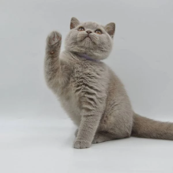 Cuccioli British shorthair!!