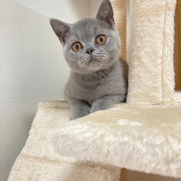 Due cucciole british shorthair!!