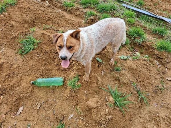 Australian cattle dog / Allevatore di bovini australiano con pedigree | Foto 5