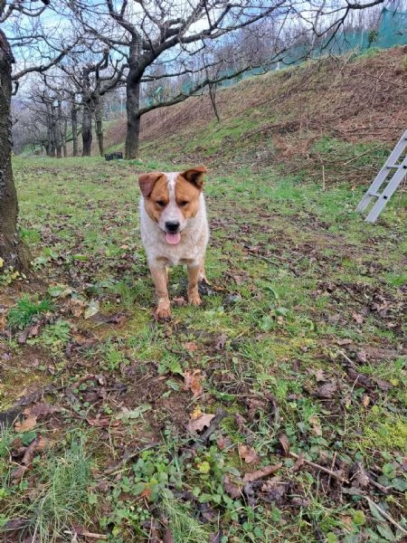 Australian cattle dog / Allevatore di bovini australiano con pedigree | Foto 4