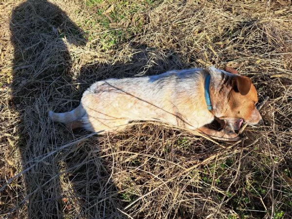 Australian cattle dog / Allevatore di bovini australiano con pedigree | Foto 3