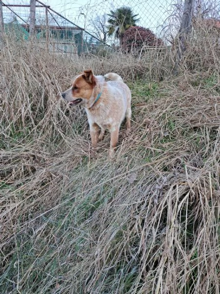 Australian cattle dog / Allevatore di bovini australiano con pedigree | Foto 2