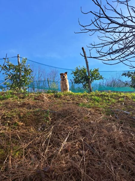 Australian cattle dog / Allevatore di bovini australiano con pedigree | Foto 1