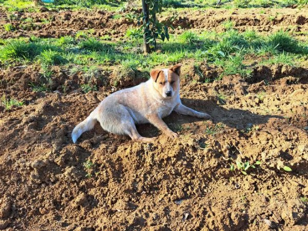 Australian cattle dog / Allevatore di bovini australiano con pedigree | Foto 0