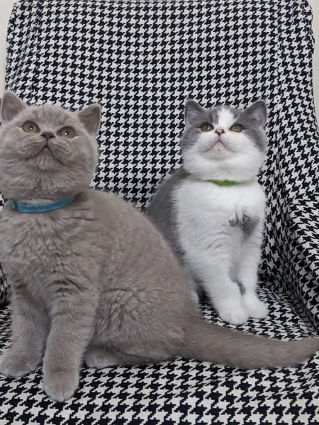 Bellissime cucciolate di british shorthair