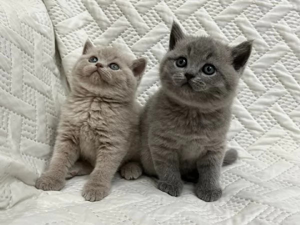 Gatti British shorthair