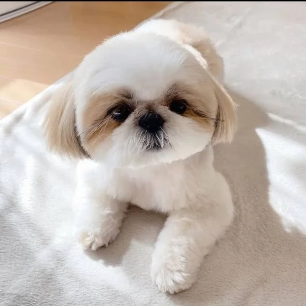 Regalo Bellissimi cuccioli allevati Shih-tzu, colore bianco e nero. Due e una feminuccia Maschietti.